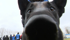 Duna Cup 2025: Kto ovládol prestížnu kynologickú súťaž?