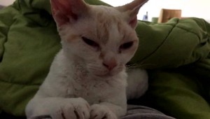 Majiteľka hovorí o brutálnom útoku na mačku. Sused sa bráni a vysvetľuje, že mačku roztrhali psy