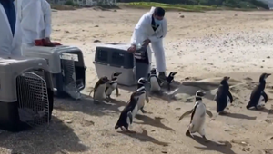 V Čile sa do prírody vrátilo deväť vyliečených tučniakov dvojpásych