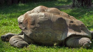 Korytnačka má siamské dvojičky!