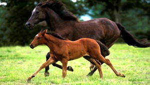 Brutálne týrali dostihové kone. Úrady sú však bezmocné...