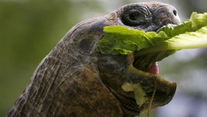 Galapágy bojujú o prežitie