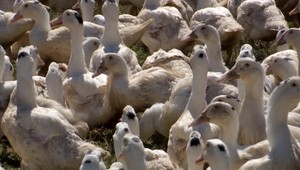 Veterinári musia utratiť 17-tisíc vtákov. Vo veľkochove sa objavila vtáčia chrípka