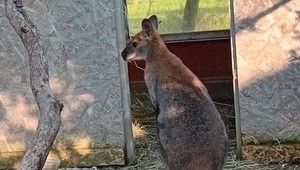 Voľne žijúca kengura z Liptova uhynula pod kolesami auta