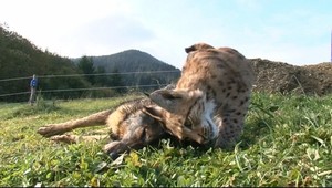 Poľovník omylom zastrelil špeciálne cvičeného psa!