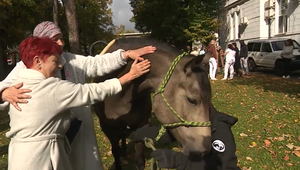 Kone v trnavskej nemocnici pomáhajú pacientom liečiť nielen telo, ale aj dušu