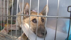 Útulok zverejnil video sučky Elizabeth, ktorú našli zviazanú drôtom pod mostom. Takto statočne bojuje