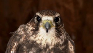 Sokoliari zažili šok. Jedného z dravcov niekto dobodal