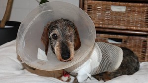 tvojenoviny: Jazvečíkovi zaživa vylúpli oko