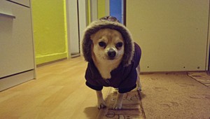 Stratila sa čivava Lexík, pomôžte ju nájsť