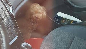 Prvý prípad sezóny. Majiteľka nechala psa v horúcom aute a šla nakupovať