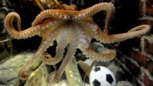 Chobotnica predpovedala vo finále úspech Manchestru United