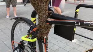 Sezóna bodavého hmyzu sa začala. Čo robiť, ak sa usadí v domácnosti alebo na nezvyčajných miestach?