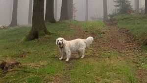 TOTO spravia s Gottovou Stellkou po uspatí. Ochorela sučka zo žiaľu?!