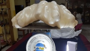 Pod posteľou schovával obrovský poklad: Rybár objavil možno najväčšiu prírodnú perlu