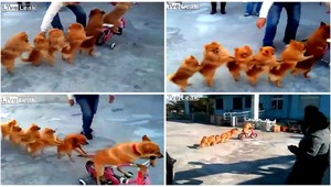 VIDEO. Jeden pes bicykluje, ďalší ho nasledujú vzpriamenou chôdzou