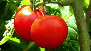 Vedci zistili, prečo sú krásne červené paradajky bez chuti