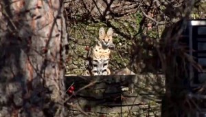 Po uliciach Nitry pobehovala šelma z Afriky. Zasahovala polícia aj veterinár
