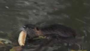 Ľudia ich brali ako atrakciu a kŕmili ich. Premnožili sa a problém musia riešiť poľovníci