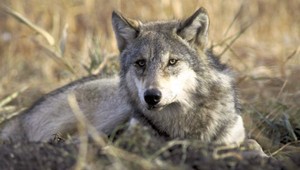 Napriek ochranárskym protestom zastrelili 35 vlkov. Dve mláďatá ostali bez rodičov