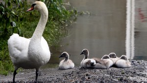 Labuť na pekáči. Pytliaci lovia najmä mláďatá