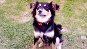 Stratila sa aj fenka kríženca Lajla! Je z Krásnej nad Hornádom