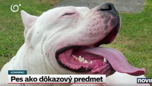 Pes trpí na policajnom dvore, zadržiavajú ho ako dôkaz