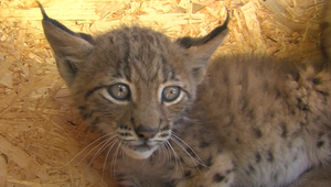 Cyklista našiel mŕtveho rysa. Ochranári vyzývajú preveriť príčinu úhynu