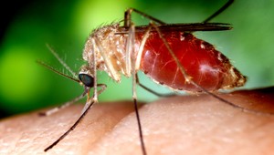 Premnožené komáre po záplavách. Už je neskoro