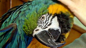 Z Holubyho chaty ukradli papagája, zlodeji skončili v putách