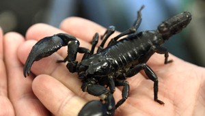 Nemilé prekvapenie. Na pošte vypadla škatuľka so škorpiónom