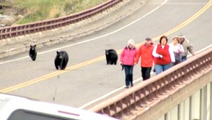 Medvedia rodinka na výlete. Ľudia prepadli panike