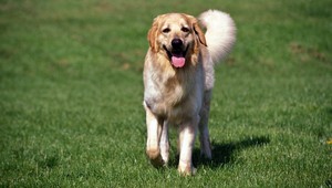 Na pozemku mu zastrelili psa. V bezpečí nebol ale nik