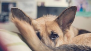 Uhádnete, ktoré psie plemeno je už 31 rokov najpopulárnejšie?