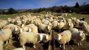 Divoké králiky prežili záplavy na ovčích chrbtoch