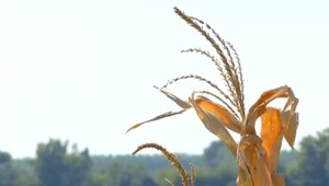 Rekordný počet tropických dní v rade dáva Slovákom zabrať. Sťažujú sa i poľnohospodári