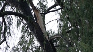 Silný vietor v Tatrách zabíjal. Na ženu v aute spadol strom