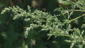 Alergici, buďte na pozore: Ako zmierniť nepríjemné príznaky?