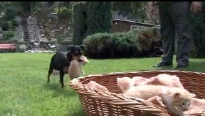 Adoptívna mama v zvieracej ríší. To sa tak ľahko nevidí