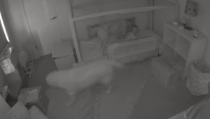 Psíci pomohli bábätku z postieľky, aby dostali dobrotku