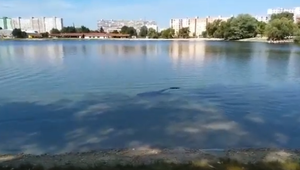 VIDEO: V obľúbenom bratislavskom jazere pláva 2,5 metrov dlhý sumec. Zábery spôsobili menšiu paniku