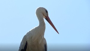 Bocianie mláďa je už späť v hniezde s rodičmi