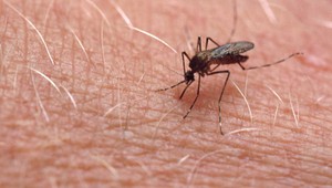 V Chorvátsku sa objavil nebezpečný vírus, roznášajú ho komáre