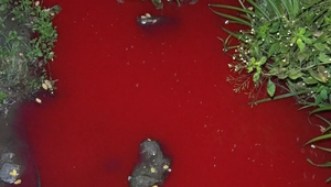 V obci sa sfarbil potok na červeno. Znečistenie spôsobil muž pri čistení suda