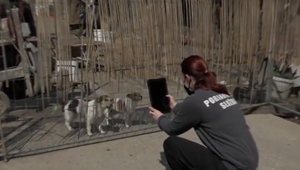 Starosta Jelky prišiel s unikátnym nápadom, ako vyriešiť problém s túlajúcimi psami