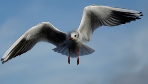 VIDEO: Čajka zlodejka! Ukradla kameru a nakrútila svoj let