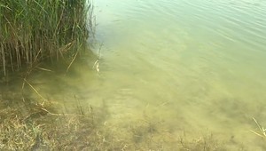 Sinice v jazere? Takto ich rozpoznáte a vyhnete sa problémom