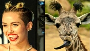 Zasmejte sa! Tieto celebrity majú dvojníkov v zvieracej ríši!
