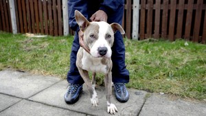 Pitbul zaútočil na dievčatko (9), na zviera museli použiť zbraň