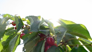 Ovocinári možno pôjdu skôr na dovolenku: Čerešne oberajú už v strede mája